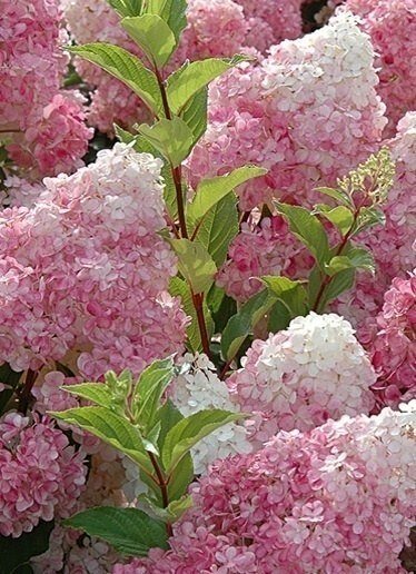 Гортензия метельчатая (Hydrangea paniculata)